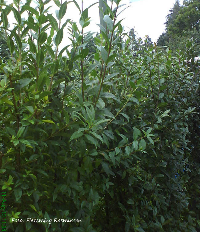 Ligustrum vulgare 'Atros'